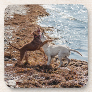 Porta-copo Cães na praia