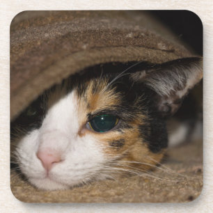 Porta-copo Calico Taco