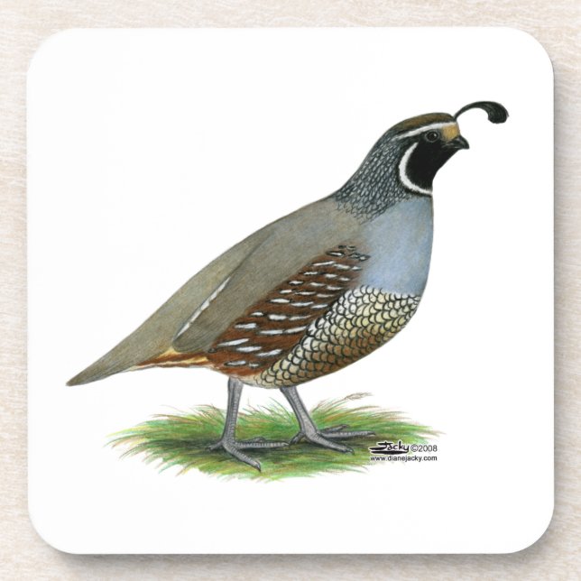 Porta-copo California Valley Quail (Frente)