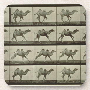 Porta-copo Camelo, placa "da locomoção animal", 1887 (b/W.P