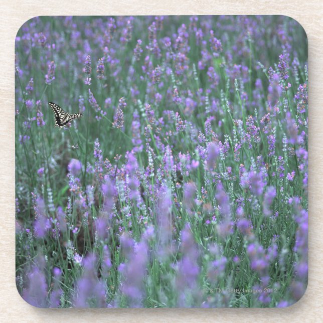 Porta-copo Campo da lavanda (Frente)