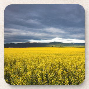 Porta-copo Campo de canola à luz da manhã no Flathead