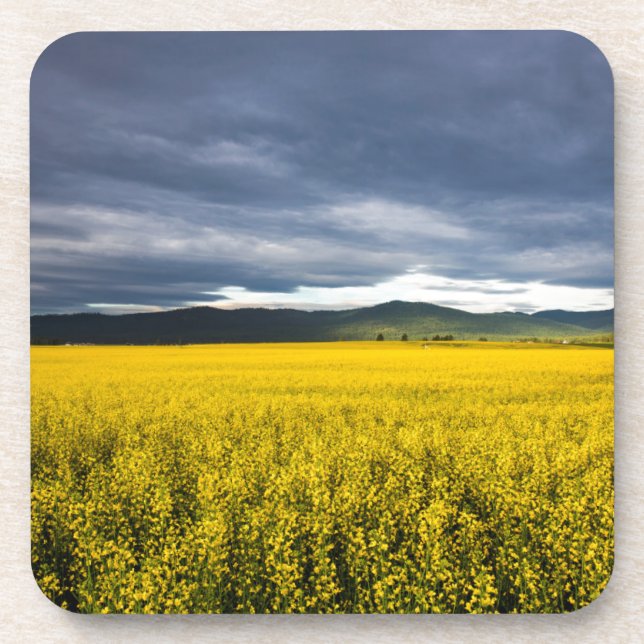 Porta-copo Campo de canola à luz da manhã no Flathead (Frente)