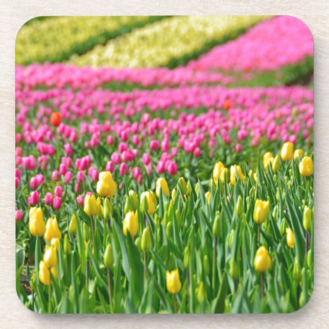 Porta-copo Campos de Cores (Frente)