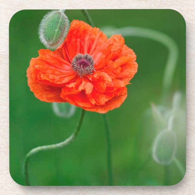 Porta-copo Canadá, Nova Brunswick, , (Frente)