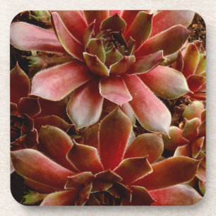 Porta-copo Canadá, . Planta suculenta