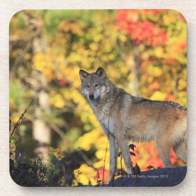 Porta-copo Canis lupus.order do lobo cinzento: (Frente)