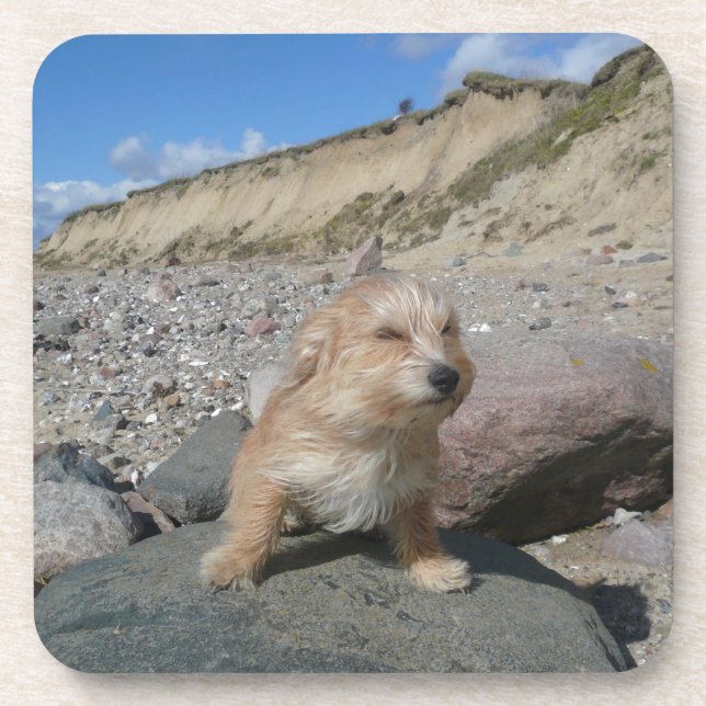 Porta-copo Cão bonito na praia (Frente)