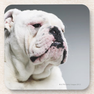 Porta-copo Cão branco de Bull