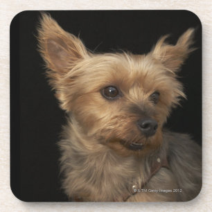 Porta-copo Cão de cabelos curtos de Yorkie que olha à direi