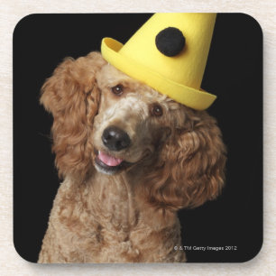 Porta-copo Cão de caniche dourado que veste um chapéu amare