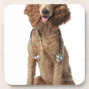 Porta-copo Cão de caniche dourado que veste um estetoscópio