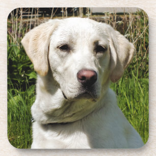 PORTA-COPO CÃO DE LABRADOR