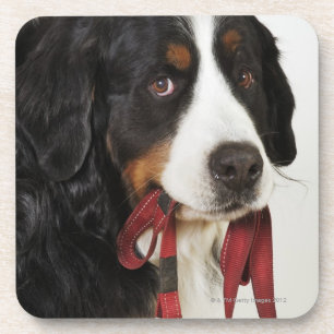 Porta-copo Cão de montanha de Bernese (Berner Sennenhund) co