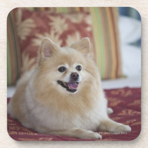 Porta-copo Cão de Pomeranian na sala de hotel amigável do