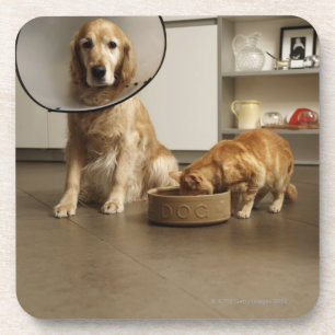 Porta-copo Cão do golden retriever com assento médico do