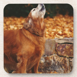 Porta-copo Cão do golden retriever que urra no trajeto