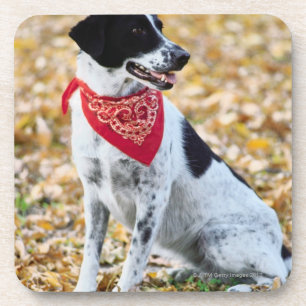 Porta-copo Cão do outono