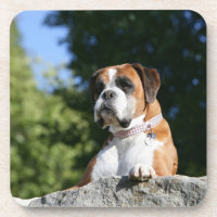 Cão do pugilista que coloca em uma rocha