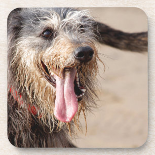 Porta-copo Cão feliz em uma praia