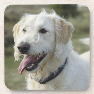 Porta-copo Cão na terra da charneca