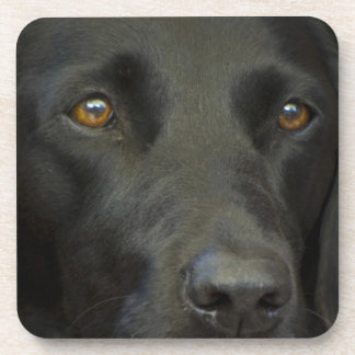 Porta-copo Cão preto de Labrador