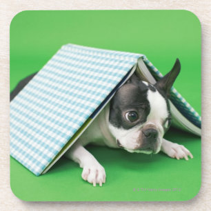 Porta-copo Cão que encontra-se sob o livro