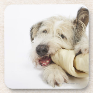 Porta-copo Cão que mastiga no osso do couro cru