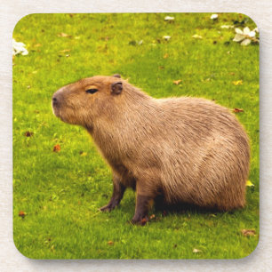 Porta-copo Capivara
