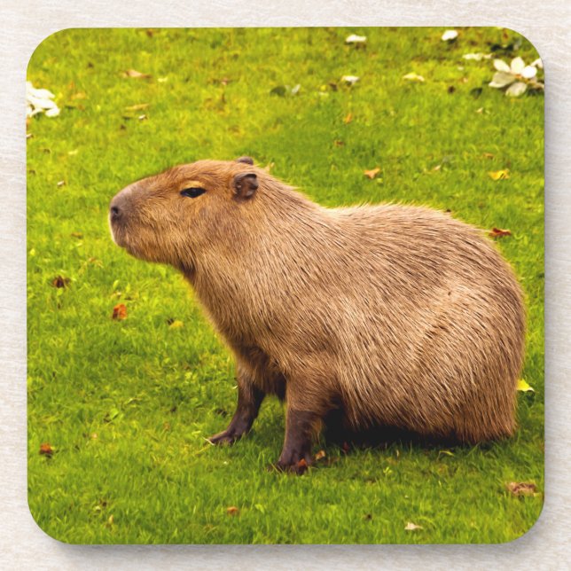 Porta-copo Capivara (Frente)