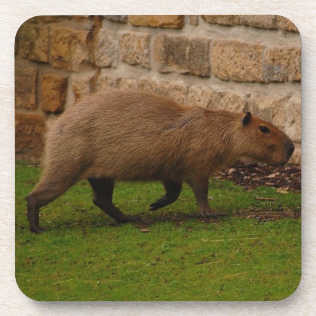 Porta-copo capivara (Frente)