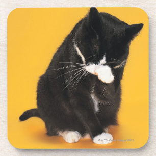 Porta-copo Cara preto e branco da limpeza do gato com pata