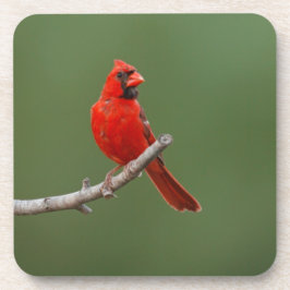 Porta-copo Cardinal do norte