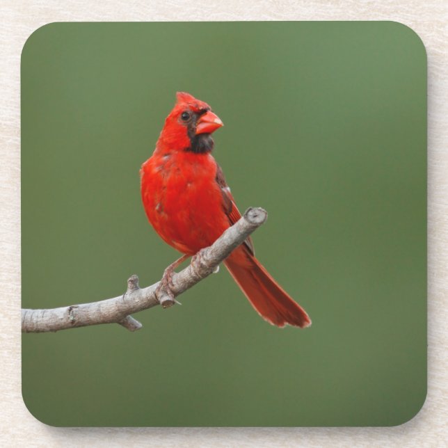 Porta-copo Cardinal do norte (Frente)