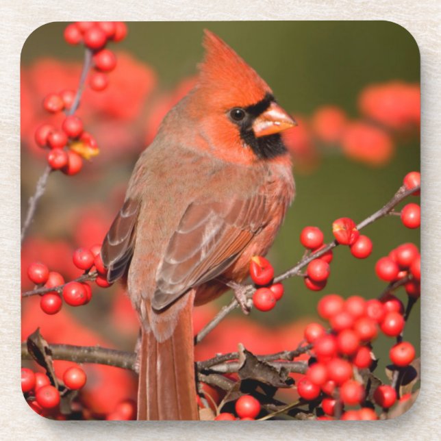 Porta-copo Cardinal-do-norte em Winterberry Comum (Frente)