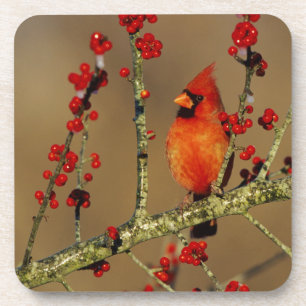 Porta-copo Cardinal-vermelho macho empoleirado, IL