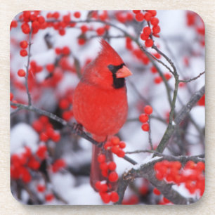 Porta-copo Cardinal-vermelho macho, Inverno, IL