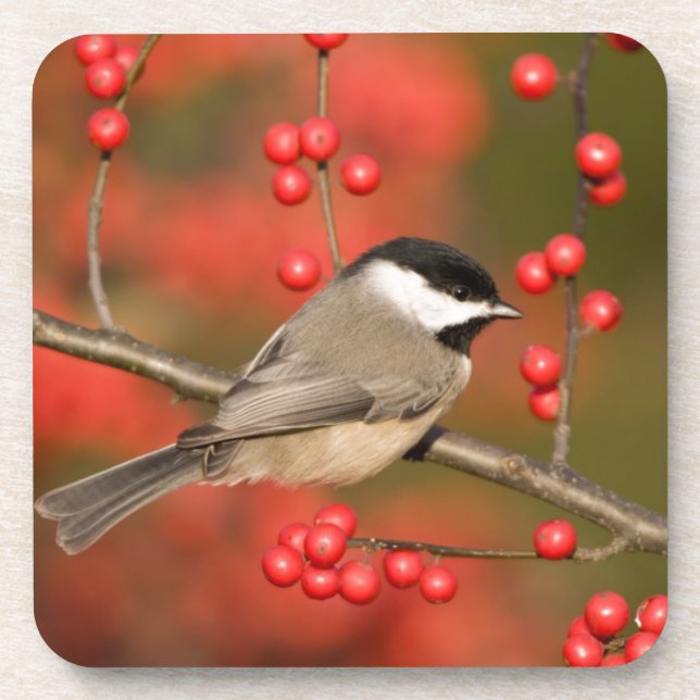 Porta-copo Carolina Chickadee no arbusto Common Winterberry (Frente)