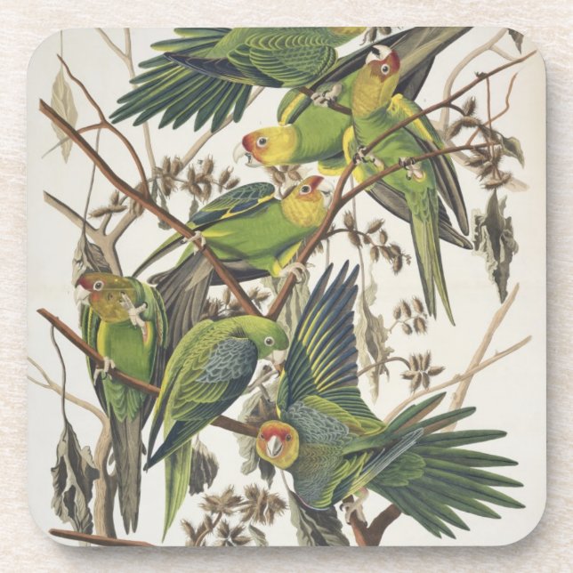 Porta-copo Carolina Parakeet, de 'Birds of America', 1829 (Frente)