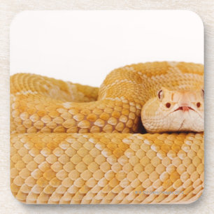 Porta-copo Cascavel de Diamondbacks ocidental do albino