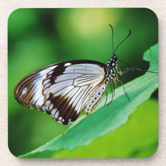 Porta-copo Castanho escuro e borboleta Cinza (Frente)