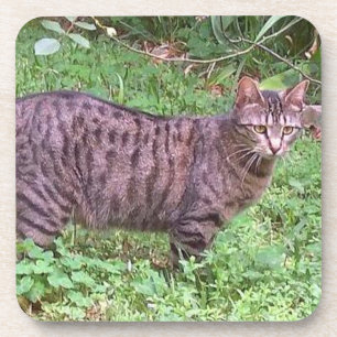 Porta-copo Castanho Tabby Cat no Exterior