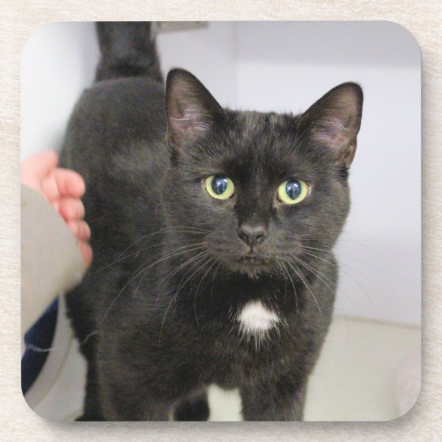 Porta-copo Cat Mouse Pad (Frente)