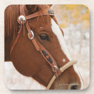 Porta-copo Cavalo