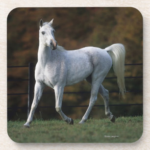 Porta-copo Cavalo árabe que funciona 1