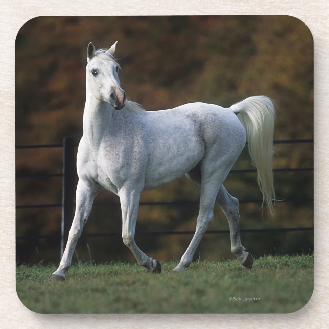 Porta-copo Cavalo árabe que funciona 1 (Frente)