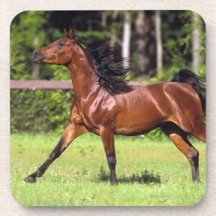 Porta-copo Cavalo árabe que funciona 2