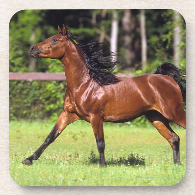 Porta-copo Cavalo árabe que funciona 2 (Frente)