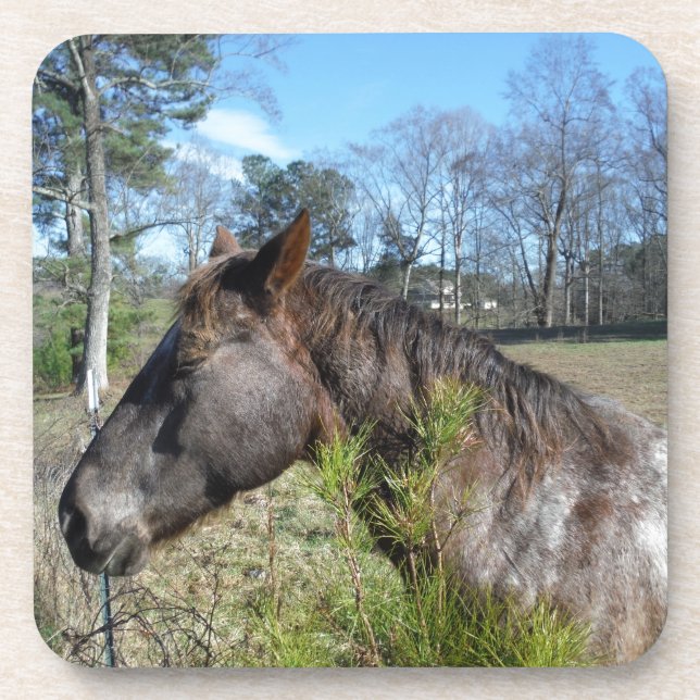 Porta-copo Cavalo Colorido de Coco e Creme (Frente)