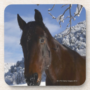 Porta-copo Cavalo de Brown no inverno